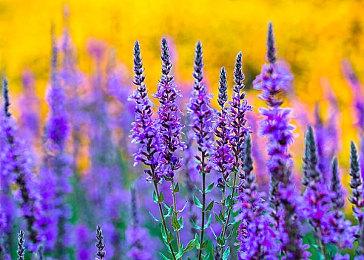 《战地6》多人模式明天凌晨2点揭晓 部分预告片泄露