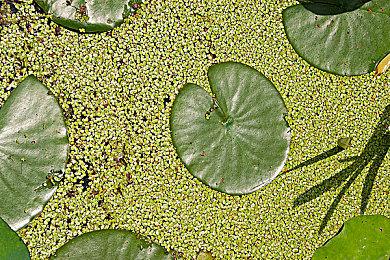 《胜利女神》国服新图 桃乐丝穿旗袍亮相苏州园林